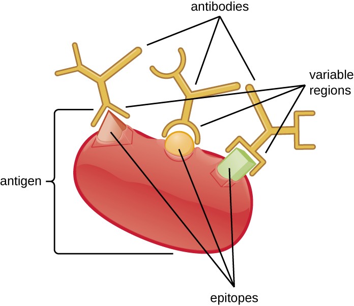 A large structure labeled antigen has different shaped pieces on it labeled epitopes. Each epitope is bound to an antibody that mas a matching pocket to fit the epitope’s shape.
