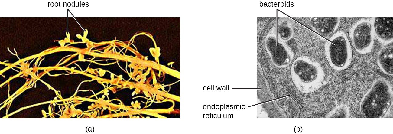 A) photo of roots with small nodules labeled root nodules. A micrograph of a root nodule. A thick cell wall is on the outside. Lines inside are labeled endoplasmic reticulum. Large ovals in clear structures are labeled bacteroids.