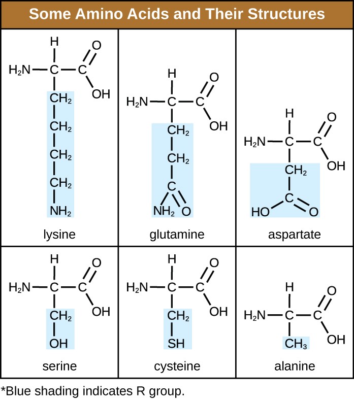 A table titled some amino acids and their structures; 3 columns: amino acid, R group, structure. Alanine has an R group of CH3. Its structure is a C attached to a COO-, an H, a NH3, and a CH3. Serine has an R group of CH2OH. Its structure is a C attached to a COO-, an H, a NH3, and a CH2OH. Lysine has an R group of (CH2)4NH3+. Its structure is a C attached to a COO-, an H, a NH3, and a (CH2)4NH3+. Aspartate has an R group of CH2COO. Its structure is a C attached to a COO-, an H, a NH3, and a CH2COO. Cysteine has an R group of CH2SH. Its structure is a C attached to a COO-, an H, a NH3, and a CH2SH.
