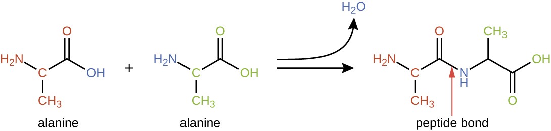 Alanine has a 3 carbon chain. The second carbon has NH2 attached and the third has a double bonded O. When 2 alanines bond, the OH from one and the H from the NH2 of the other form water. The resulting molecule is two alanines linked by an NH.