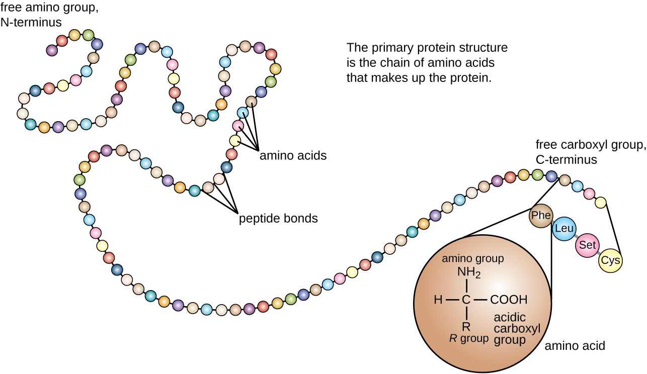 The primary protein structure is a chain of amino acids that makes up the protein. The image is a chain of circles (each circle is an amino acid). One end of the chain is the free amino group or N-terminus. The other end of the chain is the free carboxyl group or C-terminus. A drawing of a single amino acid shows a carbon with an H, an R group, a COOH (acidic carboxyl group) and an NH2 (amino group).
