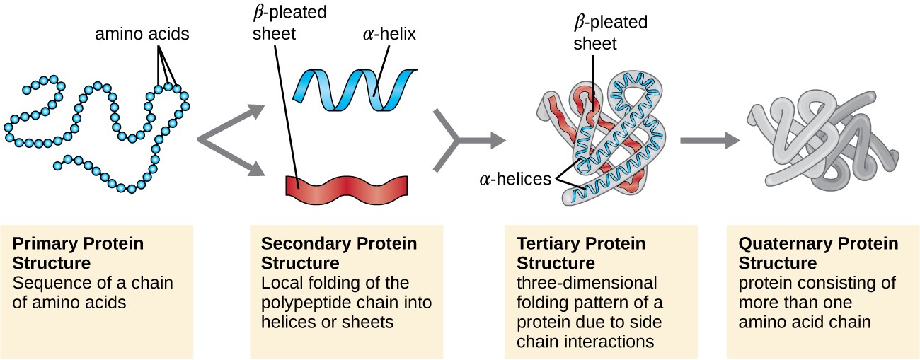 Primary protein structure: sequence of a chain of amino acids. This is shown as a chain of circles. Secondary protein structure: local folding of the polypeptide chain into helices or sheets. This is shown as a spiral labeled alpha-helix and a folded sheet labeled beta-pleated sheet. Tertiary protein structure: three-dimensional folding pattern of a protein due to side chain interactions. This is shown as a complex 3-D shape made of alpha helices and beta pleated sheets. Quaternary protein structure: protein consisting of more than one amino acid chain. This is shown as 2 complex structures similar to that seen at the tertiary level.