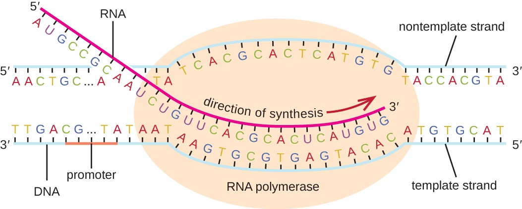 Diagram of transcription. A double stranded piece of DNA has a large oval labeled RNA polymerase sitting on it just past a region labeled promoter. The DNA in the RNA polymerase has separated and the bottom DNA strand (labeled template strand) has a newly forming RNA strand attached to it. The RNA strand is being built from 5′ to 3′. The other strand of DNA is the nontemplate strand and does not have RNA being built.