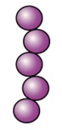 Gram-positive cells remain purple or blue