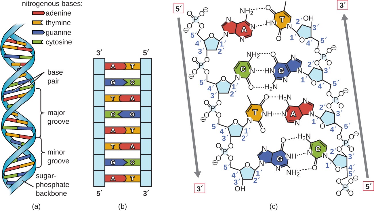 a) A diagram of DNA shown as a double helix (a twisted ladder). The outside of the ladder is a blue ribbon labeled