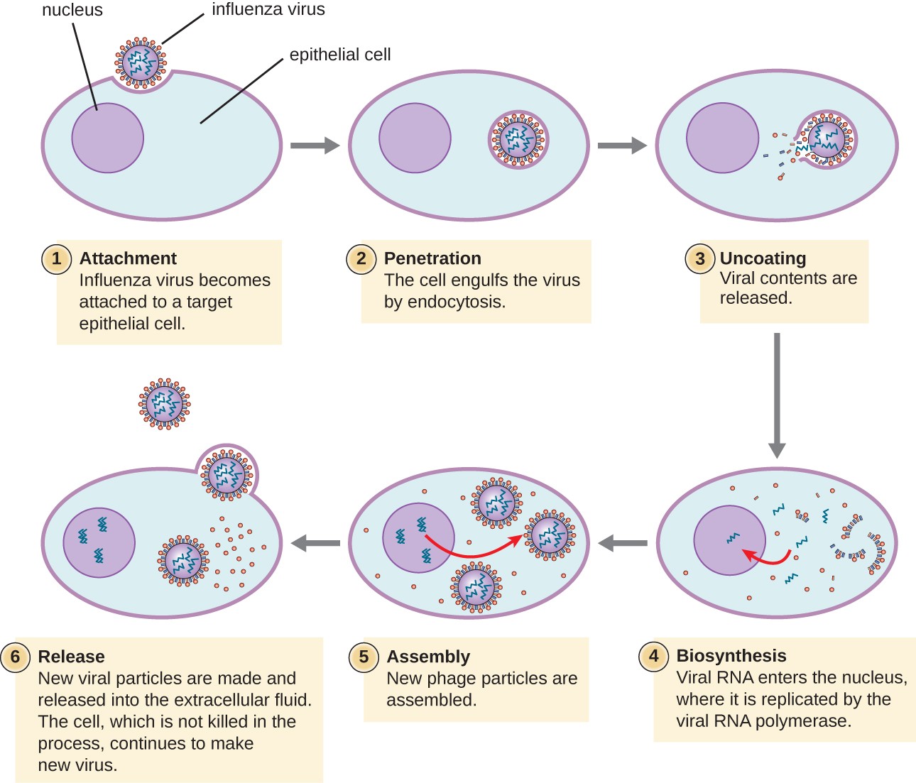 The Viral Life Cycle Microbiology Course Hero