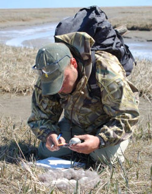 A person in a field measuring an egg.