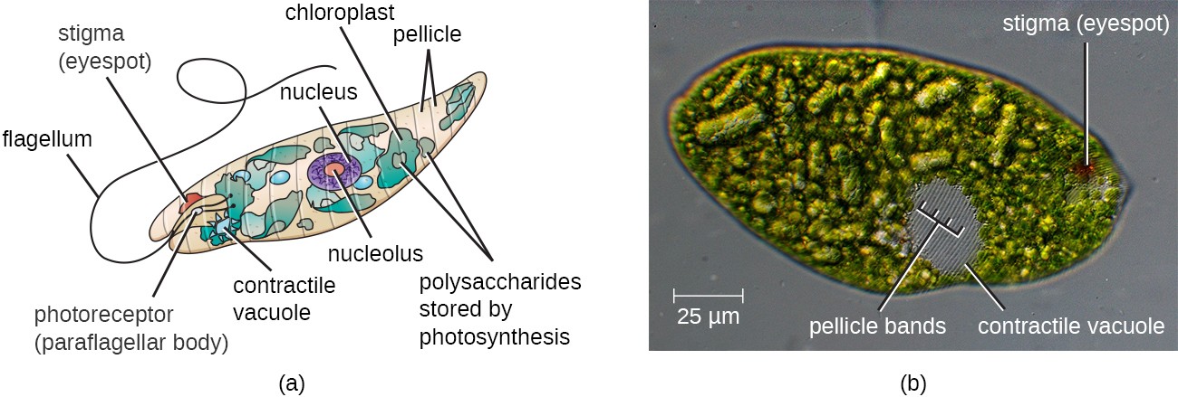 An oval cell with a long flagellum at one end near the photoreceptor (paraflagellar body). A large oval inside the cell is labeled nucleus and contains a smaller oval labeled nucleolus. Green structures are labeled chloroplasts. A red circle is labeled stigma (eyespot).Another sphere is labeled contractile vacuole and a large sphere is labeled pellicle bands. Gray stuructures are labeled polysaccharides stored by photosynthesis.