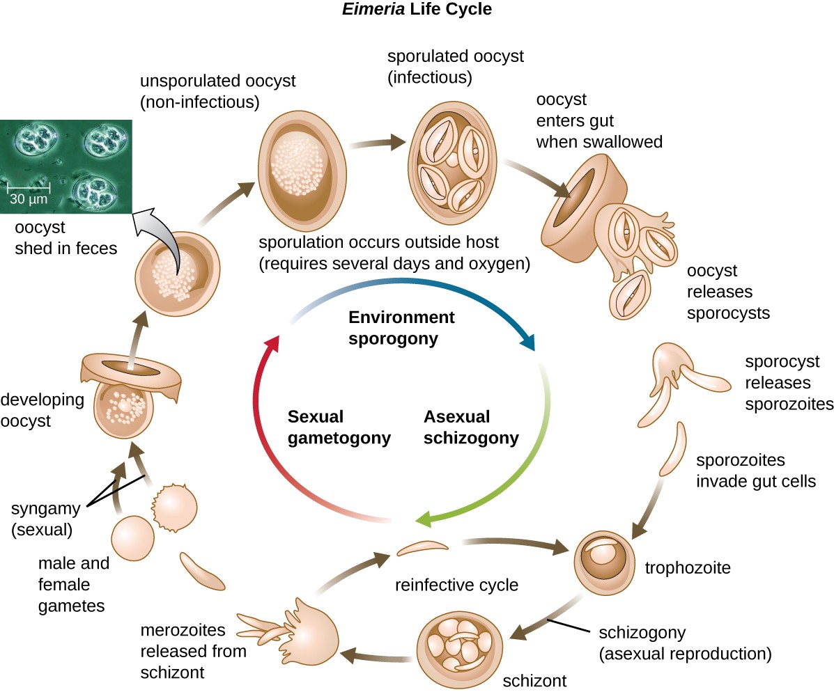 Eimera life cycle. Envronment sporogony is the process of sporulation occruing outside the host; this requires several days and oxygen. A non-infectous unsporulated oocyst becomes an infectious sporulated oocyst. These enter the gut when swallowed and begin the proess of asexual schizogony. Oocsts realease sporocyts which release sporozoites. Sporozoites invate gut cells and form trophozoites. Trophozoites undergo schizogony (asexual reproduction) to form schizont which releases merozoites. Merozoites can reinfect and become trphozoites again or continue with sezual gametogon where the maerozoites form male and female gamets. The gamees undergo syngamy (sexual reproduction) to form a developing oocyst which mautres into an unsporulated non-infectious oocyst. This brings us back to the beginning of the environment sporogony stage of the cycle.
