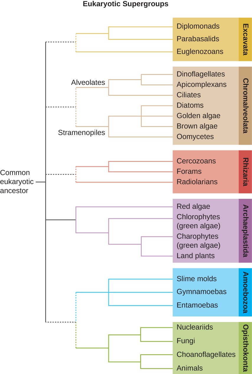 A branching tree diagram with common eukaryotic ancestor at the base. This leads to 5 branches. The top branch branches are classified as Excavata which is divided into 3 groups: diplomonads, parabasalids, and euglenozoans. The next branch splits into 2 branches: alveolates, and stramenopiles. The alveolates are divided into dinoflagellates, apicomplexans and ciliates. The stramenopiles are divided into diatoms, golden algae, brown algae and oomyces. All the alveotate and stramenopile groups are labeled Chromalveolata. The next branch divides into cercozoans, forams and radiolarians. These are all labeled rhizaria. The next branch divides into the red algae, chlorophytes (green algae), charophytes (green algae) and land plant. Thesea re all labeldd archaeplastidia. The next branch splits into 2. The top branch divides into slime molds, gymnamoebas and entamoebas. These are all labeled amoebozoa. The bottom branch divides into nucleariids, fungi, choanoflagellates, and animals. These are all labeled opisthokonta.