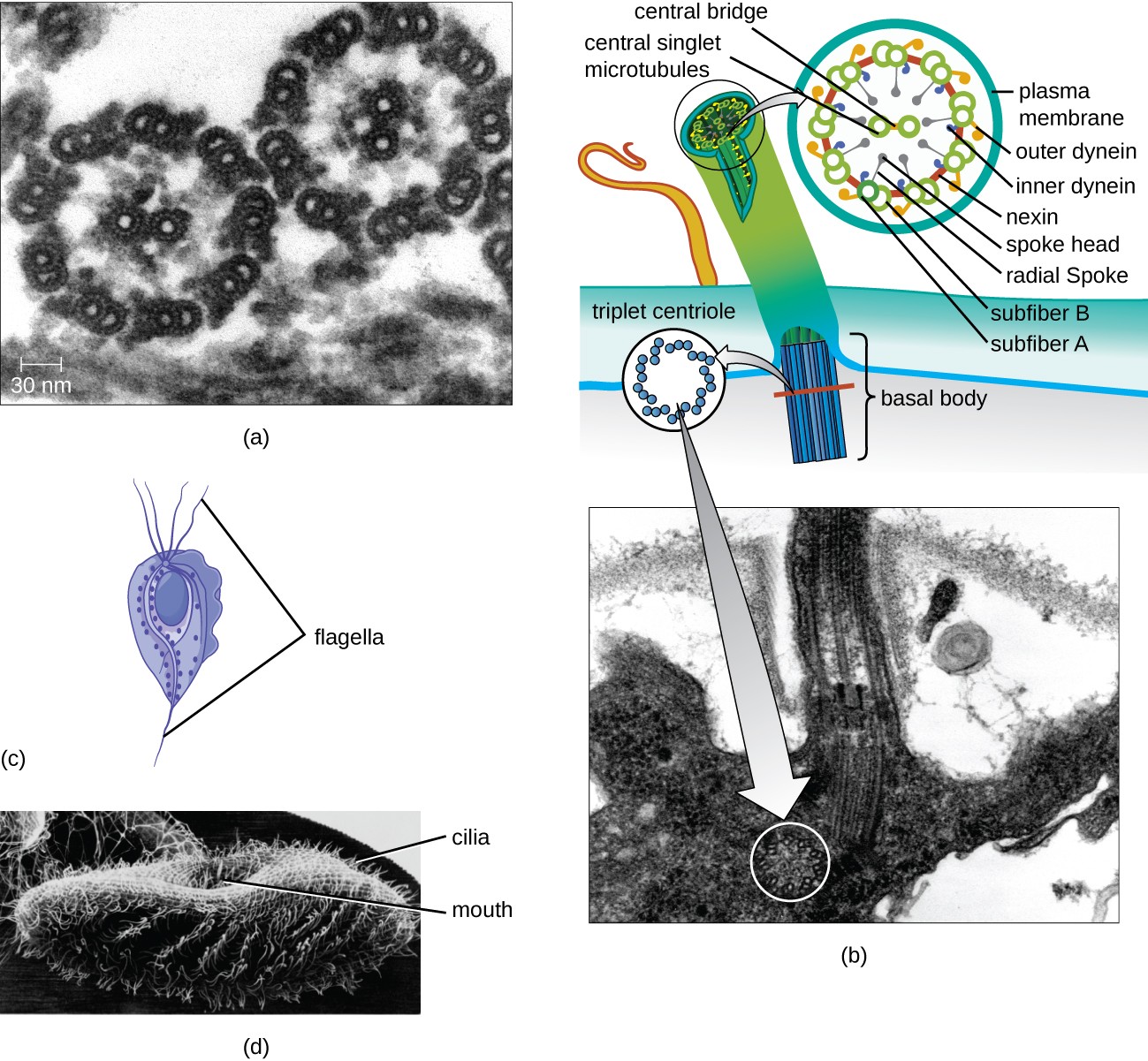 a) A micrograph of a cross section of a flagellum showing a ring of 9 sets of structures that are made of smaller rings. In the center are two more complete smaller rings. B) A micrograph showing a flagellum. This shows a star shaped structure in the cell attached to the long lines that make up the filament of the flagellum. A diagram shows the triplet centriole in the cell as part of the basal body that attaches the filament to the cell. The diagram also shows a cross section of the filament. The outer ring is made of 9 sets of the following: a ring labeled subfiber A, a ring labeled subfiber B, a projection labeled radial spoke with a small end labeled spoke head, a projection towards the center labeled inner dynein, and a projection towards the outside labeled outer dynein. Each of these 9 sets are connected to the ones next to it via a line called nexin. These 9 sets form a ring; in the center of this ring are 2 small circles labeled central singlet microtubule. These two are attached to each other by a line labeled central bridge. C) A cell with flagella on either end. D) A cell with many small cilia along the outside and an indentation labeled mouth.