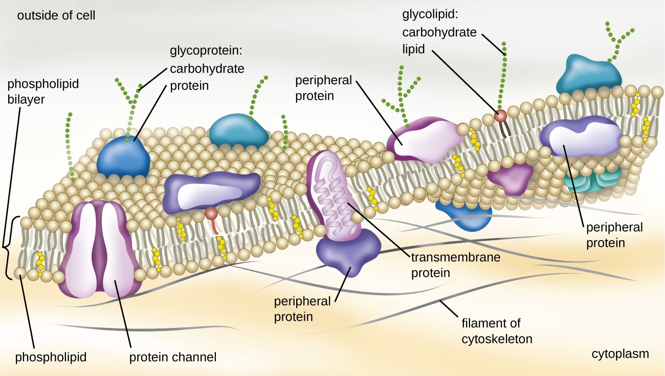 A drawing of the plasma membrane. The top of the diagram is labeled outside of cell, the bottom is labeled cytoplasm. Separating these two regions is the membrane which is made of mostly a phospholipid bilayer. Each phospholipid is drawn as a sphere with 2 tails. There are two layers of phospholipids making up the bilayer; each phospholipid layer has the sphere towards the outside of the bilayer and the two tails towards the inside of the bilayer. Embedded within the phospholipid bilayer are a variety of large proteins. Protein channels span the entire bilayer and have a pore in the center that connects the outside of the cell with the cytoplasm. Peripheral proteins sit on one side of the phospholipid bilayer. Transmembrane proteins span the bilayer. Glycolipids have long carbohydrate chains (shown as a chain of hexagons) attached to a single phospholipid; the carbohydrates are always on the outside of the membrane. Glycoproteins have a long carbohydrate chain attached to a protein; the carbohydrates are on the outside of the membrane. The cytoskeleton is shown as a thin layer of line just under the inside of the phospholipid bilayer.