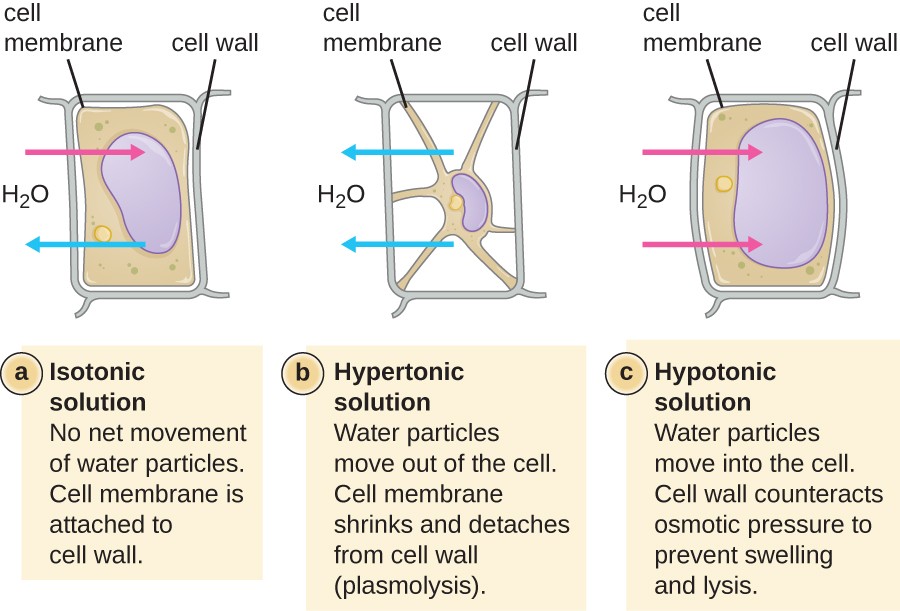 a) In an isotonic solution there is no net movement of water particles. The cell membrane is attached to the cell wall. The drawing shows a rectangular cell; the cell membrane is just inside the cell wall. Arrows indicate that water is moving both in and out. B) In a hypertonic solution water partices move out of the cell. The cell membrane shrinks and detaches from the cell wall (plasmolysis). The diagram shows a cell that has shriveled. Points of the cell membrane are still attached to the cell wall but most of the cell membrane has pulled away from the cell wall resulting in a star-shaped cell. Arrows show water leaving the cell. In a hypertonic solution water particles move into the cell. The cell wall counteracts osmotic pressure to prevent swelling and lysing. The image shows the same rectangular cell as in the isotonic solution except that the cell and cell wall are bulging outwards a bit. Arrows show water entering the cell.