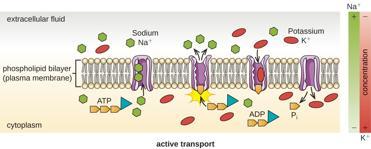 Active Transport. A diagram with a phospholipid bilayer (plasma membrane) along the middle. Above the bilayer is the extracellular fluid and below is the cytoplasm. There are more sodium ions in the extracellular fluid than in the cytoplasm. There are more potassium ions in the cytoplasm than in the extracellular fluid. A protein in the membrane is shown moving sodium from the cytoplasm to the extracellular fluid. The same membrane is shown moving potassium from the extracellular fluid to the cytoplasm. As the protein moves these ions, it also breaks down ATP to ADP.