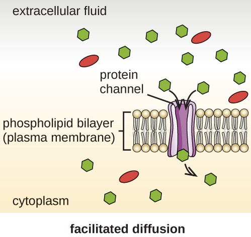 Facilitated diffusion. A diagram with a phospholipid bilayer (plasma membrane) in the middle of the image. There are many hexagons in the extracellular fluid above the membrane and few hexagons in the cytoplasm below the membrane. A protein channel is shown transporting the hexagons across the membrane from the extracellular fluid to the cytoplasm.