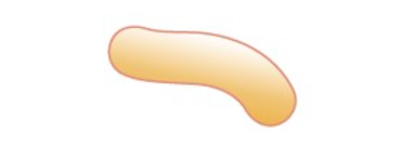 these cells have a shape like a long comma