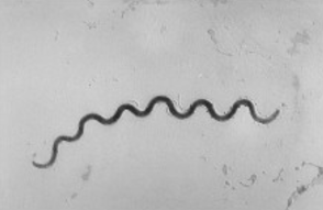 a long, loose helical spiral shaped cell