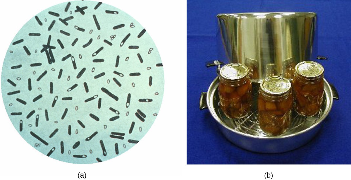 a) A drawing of a microscope image. Small rod shaped cells with a small clear circle at one end. Also visible are rods with no clear circles and tiny circles outside of the rods. B) home canning jars in a pot.