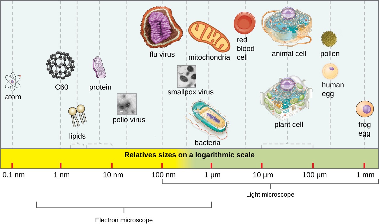 A scale showing sizes of various sentities. The largest is a frog egg ad 1 mm. Human egg cells and pllen are approximately 400 µm. Typical plant ant animal cells reange from 10 to 100 µm. Red blood cells are uner 10 µm. Mitochondria and bacteria are approximately 1 µm. Smallpox is approximately 500 nm. Flu virus is approximately 100 nm. Polio virus is approximately 50 nm. Proteins range from 5 – 10 nm. Lipids range from 1 – 5 nm. Atoms are approximately 0.1 nm.