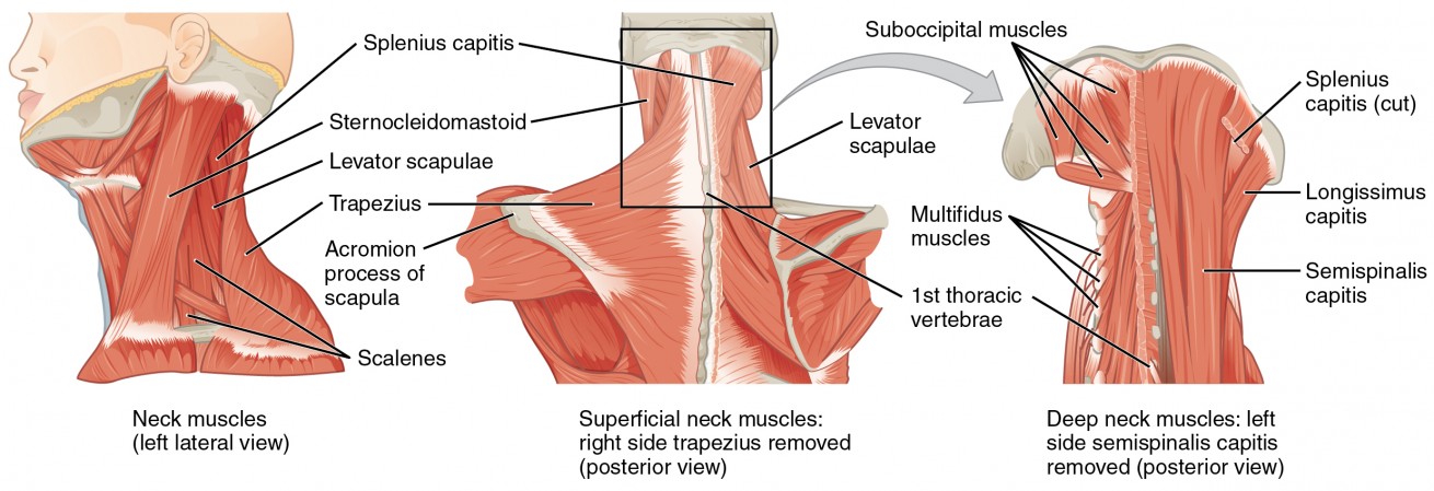 The left panel shows the lateral view of the neck. The middle panel shows the superficial neck muscles, and the right panel shows the deep neck muscles