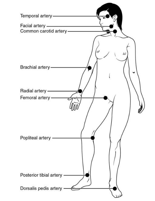 This image shows the pulse points in a woman’s body.