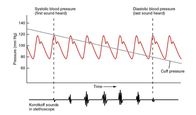 This image shows blood pressure as a function of time.
