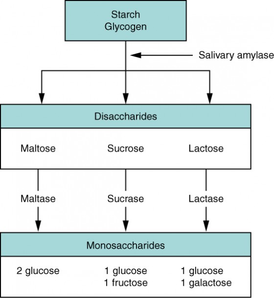 This flow chart shows the steps in digestion of carbohydrates. The different levels shown are starch and glycogen, disaccharides and monosaccharides. Under each type of sugar, examples and the enzymes responsible for digestion are listed.