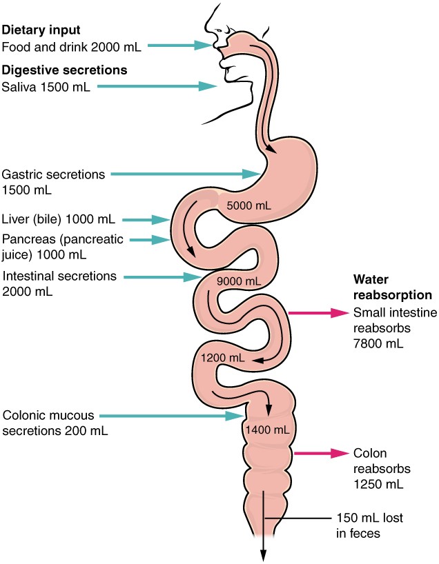 This image shows the human digestive system. Next to each organ, a text callout identifies how water and digestive secretions such as saliva and bile are processed.