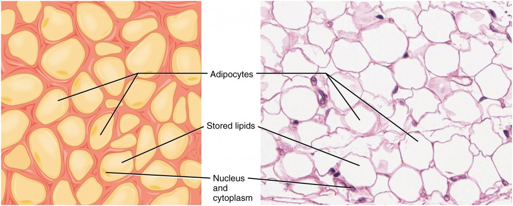 blood tissue slide