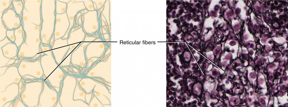 areolar loose connective tissue