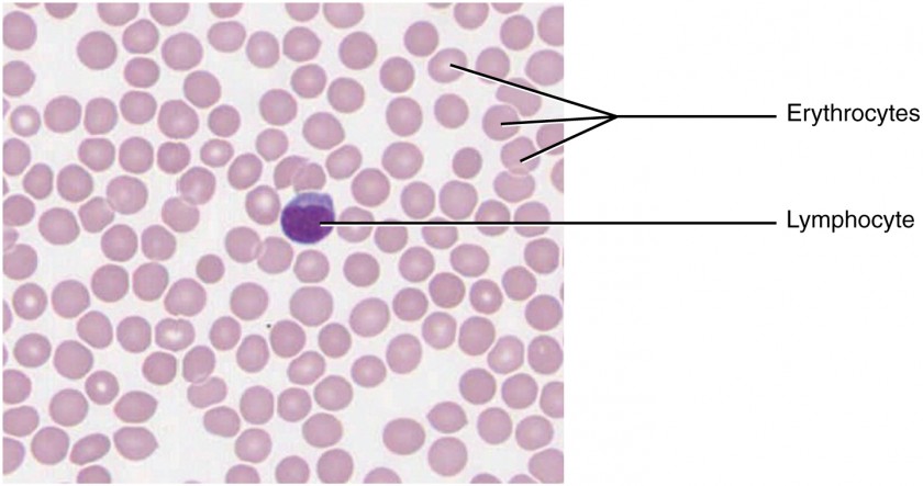 connective tissue labeled diagram