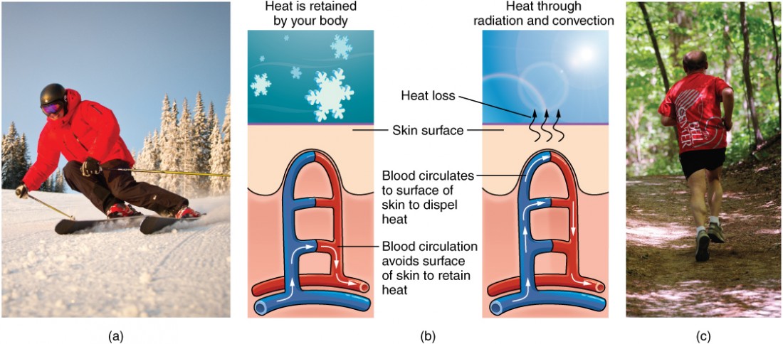 Part A is a photo of a man skiing with several snow-covered trees in the background. Part B is a diagram with a right and left half. The left half is titled “ Heat is retained by the body,” while the right half is titled “Heat loss through radiation and convection.” Both show blood flowing from an artery through three capillary beds within the skin. The beds are arranged vertically, with the topmost bed located along the boundary of the dermis and epidermis. The bottommost bed is located deep in the hypodermis. The middle bed is evenly spaced between the topmost and bottommost beds. In each bed, oxygenated blood (red) enters the bed on the left and deoxygenated blood (blue) leaves the bed on the right. The left diagram shows a picture of snowflakes above the capillary beds, indicating that the weather is cold. Blood is only flowing through the deepest of the three capillary beds, as the upper beds are closed off to reduce heat loss from the outer layers of the skin. The right diagram shows a picture of the sun above the capillary beds, indicating that the weather is hot. Blood is flowing through all three capillary beds, allowing heat to radiate out of the blood, increasing heat loss. Part C is a photo of a man running through a forested trail on a summer day.
