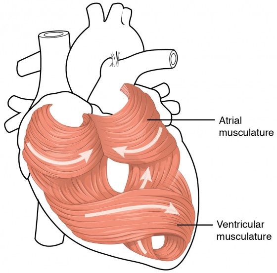 This diagram shows the muscles in the heart.