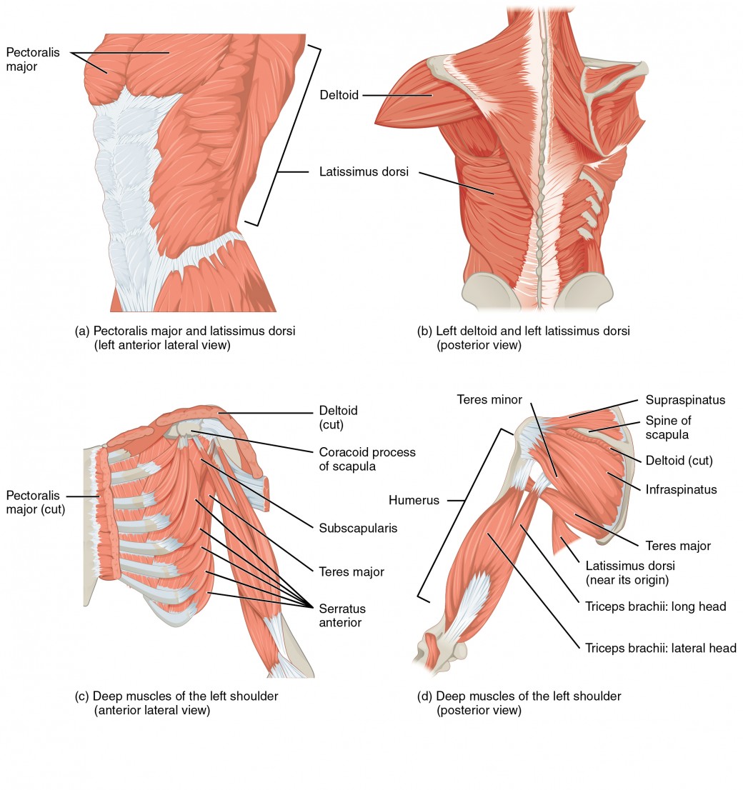 Muscles of the Pectoral Girdle and Upper Limbs, Anatomy and Physiology