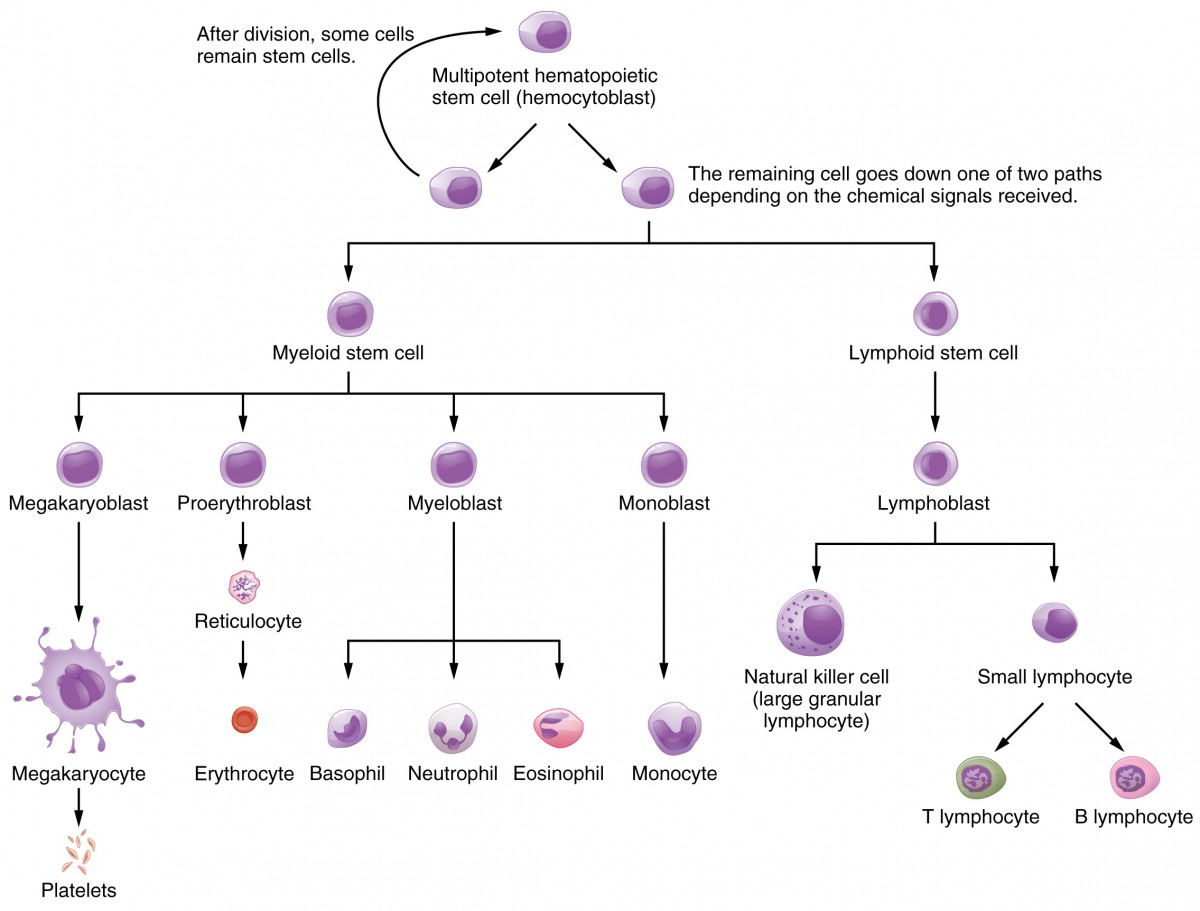This flowchart shows the pathways in which a multipotent hemotopoietic stem cell differentiates into the different cell types found in blood.