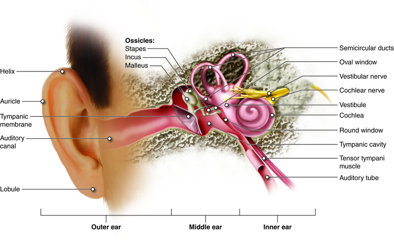 Anatomy of the Ear. The outer ear is the auricle and ear canal through to the tympanic membrane. The middle ear contains the ossicles and is connected to the pharynx by the auditory tube. The inner ear is the cochlea and vestibule which are responsible for hearing and equilibrium, respectively.