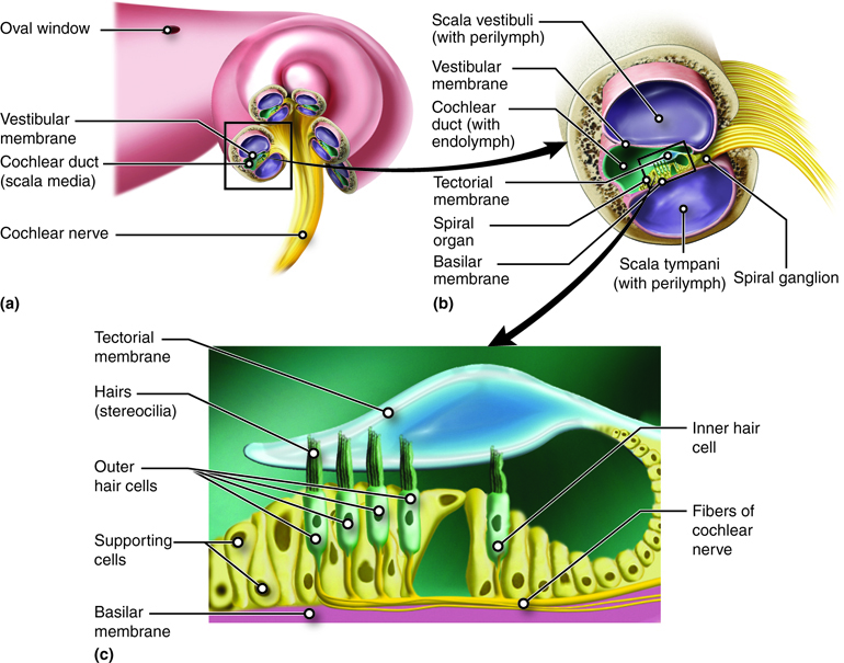 Anatomy of the Cochlea. The cochlea is a spiral structure (a) divided into three chambers (b). The middle chamber, the cochlear duct, contains the spiral organ that has hair cells (c) for sensing the vibrations we perceive as sound.