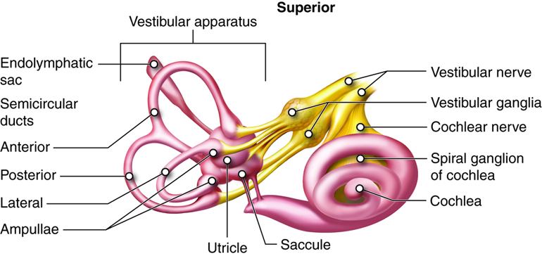 Structures of the Vestibular Apparatus.