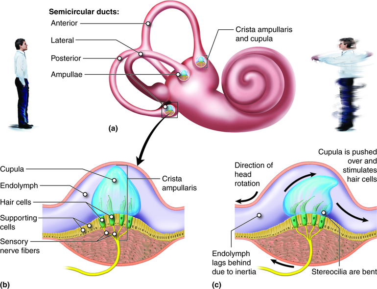 Structure and Function of the Semicircular Canals. The three canals each have an ampulla containing a crista ampullaris and cupula (a). When the head is stationary, the cupula, and embedded stereocilia, are not bent (b). When the head rotates in the same plane as one of the canals, the fluid in the canal (endolymph) lags, leading to bending of the stereocilia in the cupula, which initiates nerve impulses.