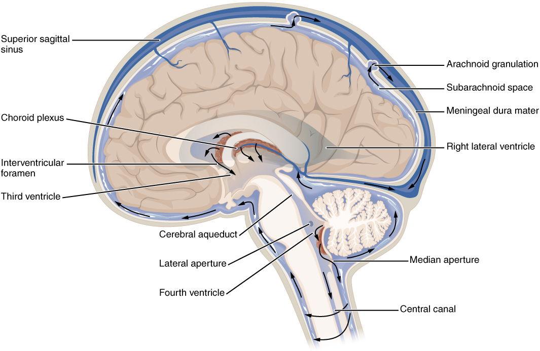 Neuro 360 week 1 - cisterns and meninges Flashcards