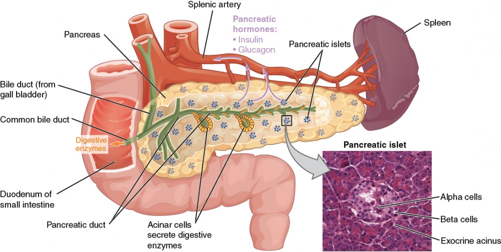 the-endocrine-pancreas-anatomy-and-physiology-course-hero