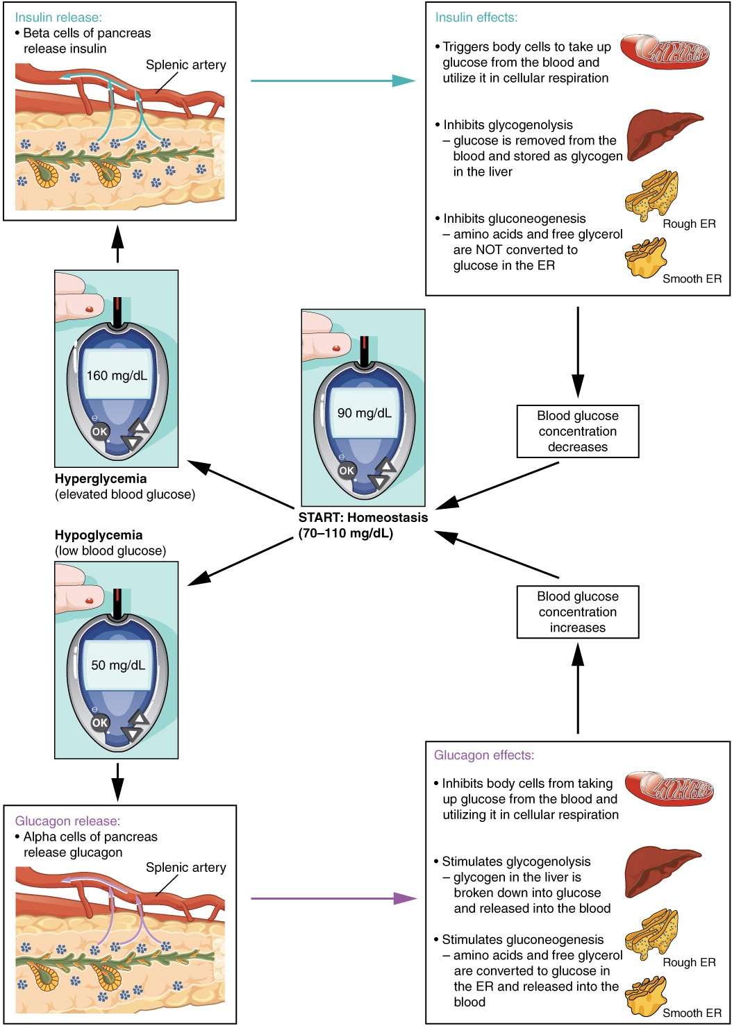 The Endocrine Pancreas | Anatomy and Physiology | Study Guides