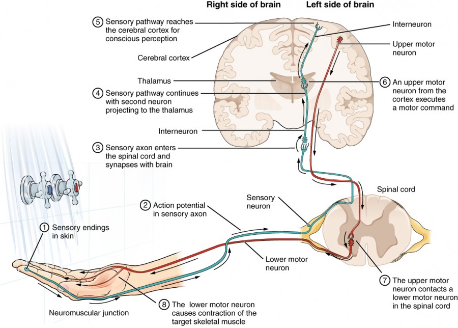 Impulse Conduction | Anatomy and Physiology | | Course Hero