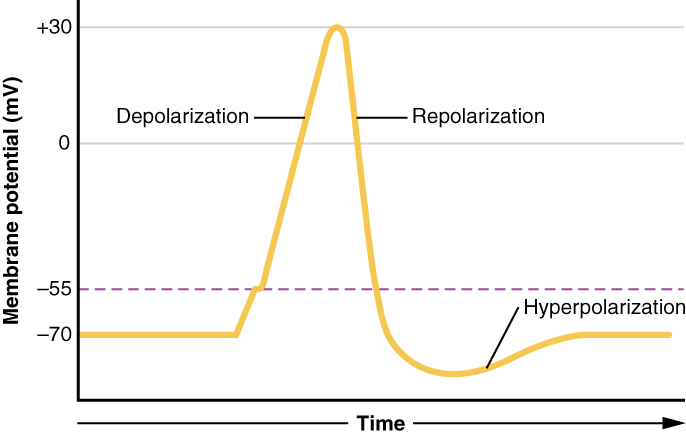 This graph has membrane potential, in millivolts, on the X axis, ranging from negative 70 to positive thirty. Time is on the X axis. The plot line starts steadily at negative seventy and then increases to negative 55 millivolts. The plot line then increases quickly, peaking at positive thirty. This is the depolarization phase. The plot line then quickly drops back to negative seventy millivolts. This is the repolarization phase. The plot line continues to drop but then gradually increases back to negative seventy millivolts. The area where the plot line is below negative seventy millivolts is the hyperpolarization phase.