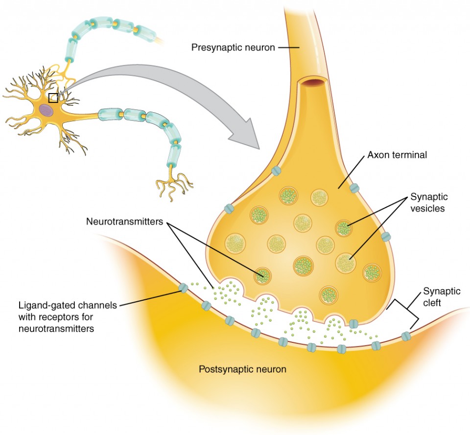 This diagram shows a postsynaptic neuron. An axon from a presynaptic neuron is synapsing with the dendrites on the post synaptic neuron. The axon of the presynaptic neuron branches into several club shaped axon terminals. A magnified view of one of the synapses reveals that the axon terminal does not contact the dendrite of the postsynaptic neuron. Instead, there is a small space between the two structures, called the synaptic cleft. The axon terminal of the presynaptic neuron contains several synaptic vesicles, each holding about a dozen neurotransmitter particles. The synaptic vesicles travel to the edge of the axon terminal and release their neurotransmitters into the synaptic clefts The neurotransmitters travel through the synaptic cleft and bind to carrier proteins on the postsynaptic neuron that contain receptors foe neurotransmitters.