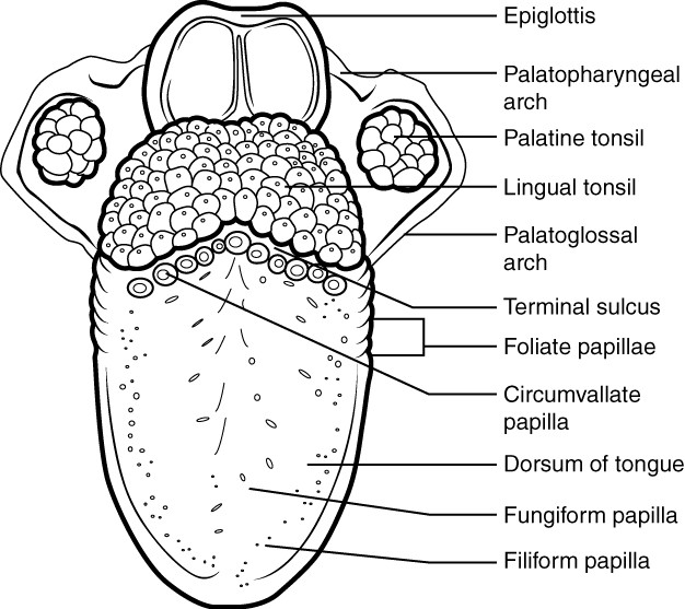 This diagram shows the structure of the tongue and different parts of the tongue are labeled.