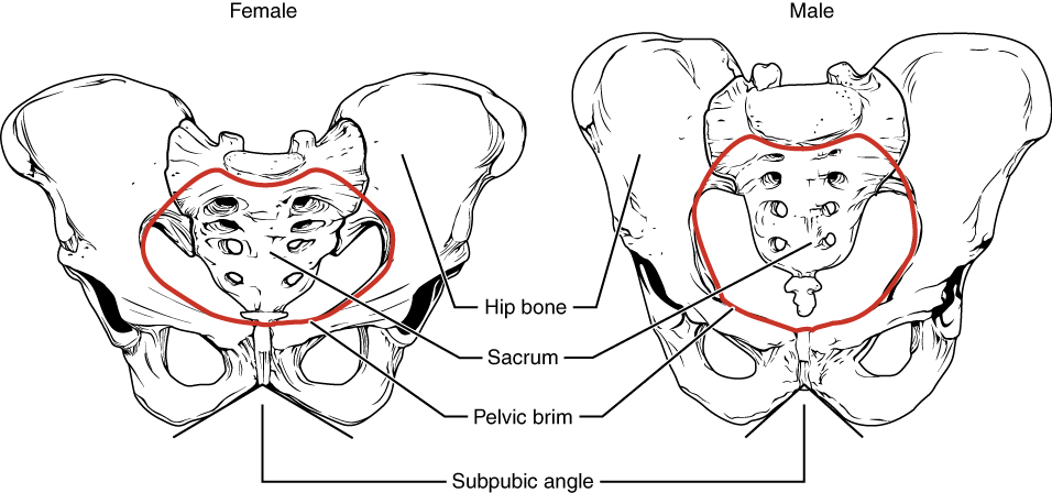 Bones of the Pelvic Girdle - Course Hero