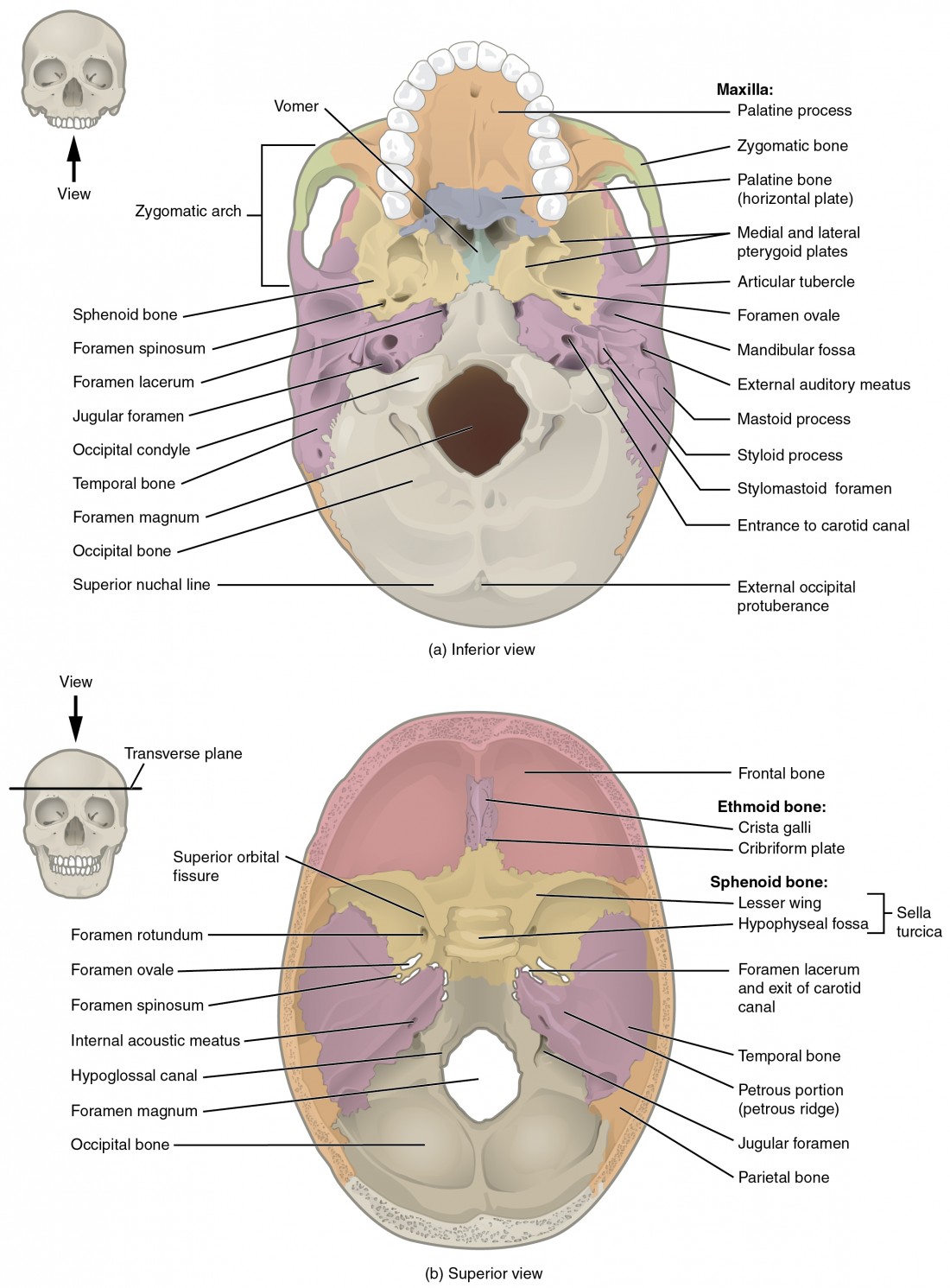The Skull Anatomy And Physiology Course Hero 2584