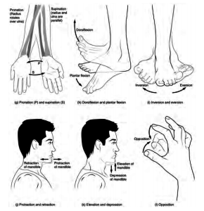 Flexion and Extension Anatomy Body Movement Terms