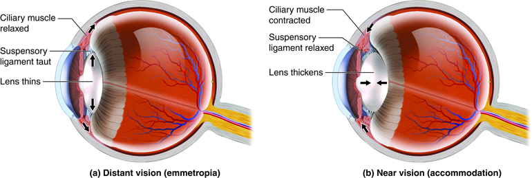 Accommodation of the lens with distant and near vision. As the suspensory ligaments are pulled tight, the lens lengthens and thins, and as the suspensory ligaments relax, the lens shortens and widens.